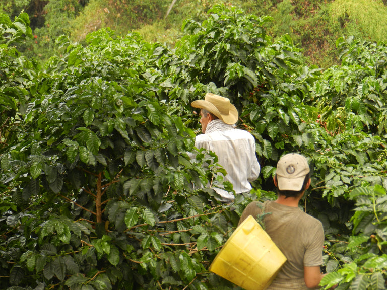 The Sugar Cane Decaf Process